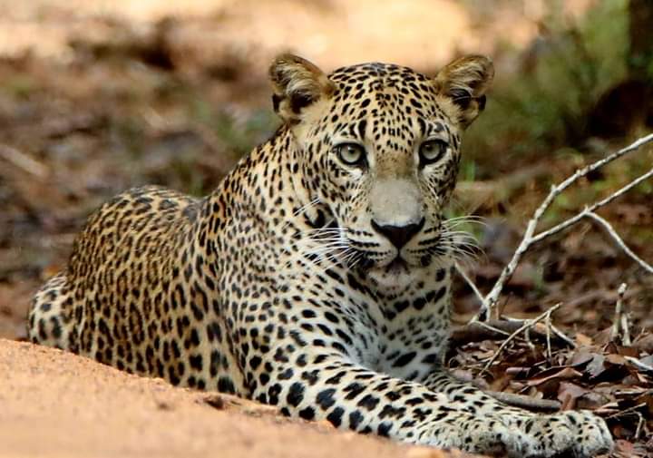 Wildlife