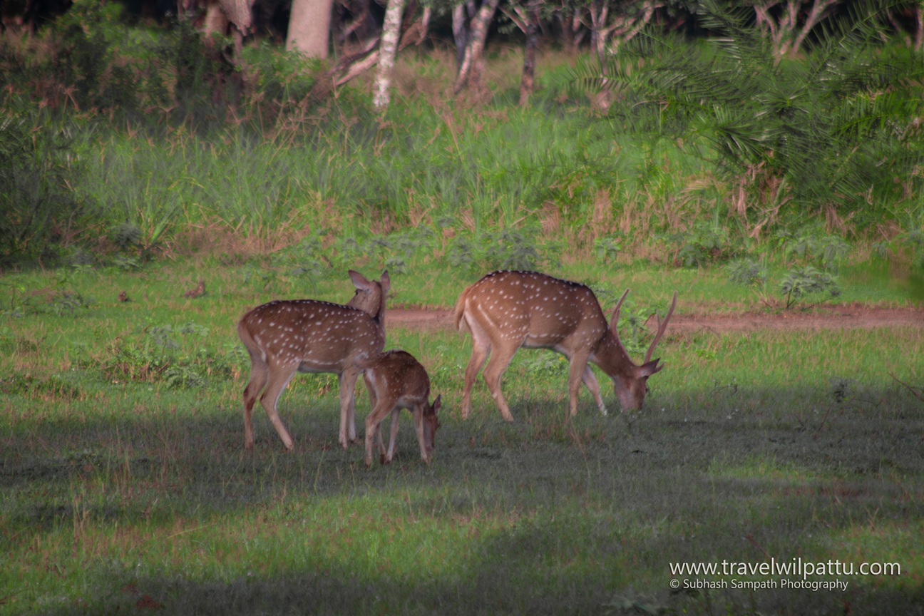 Wilpattu Safari