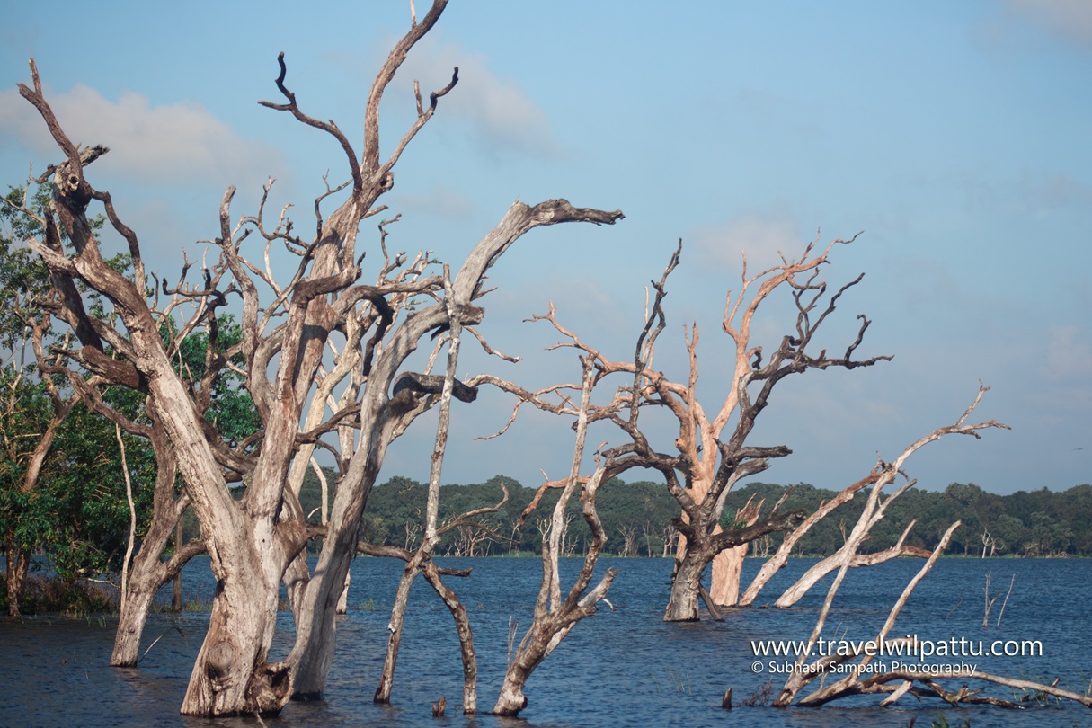 Wilpattu Wildlife