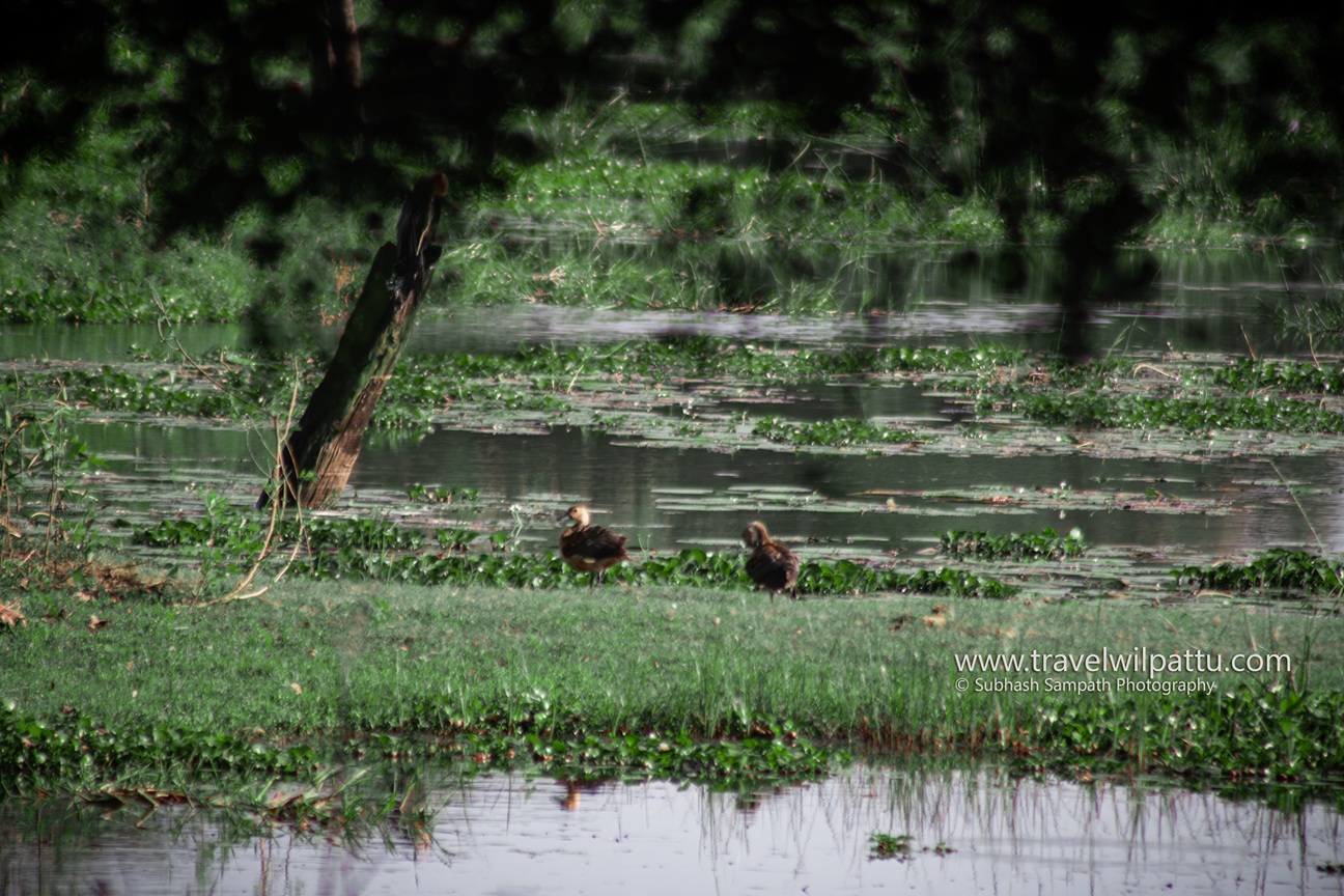 Wilpattu Wildlife