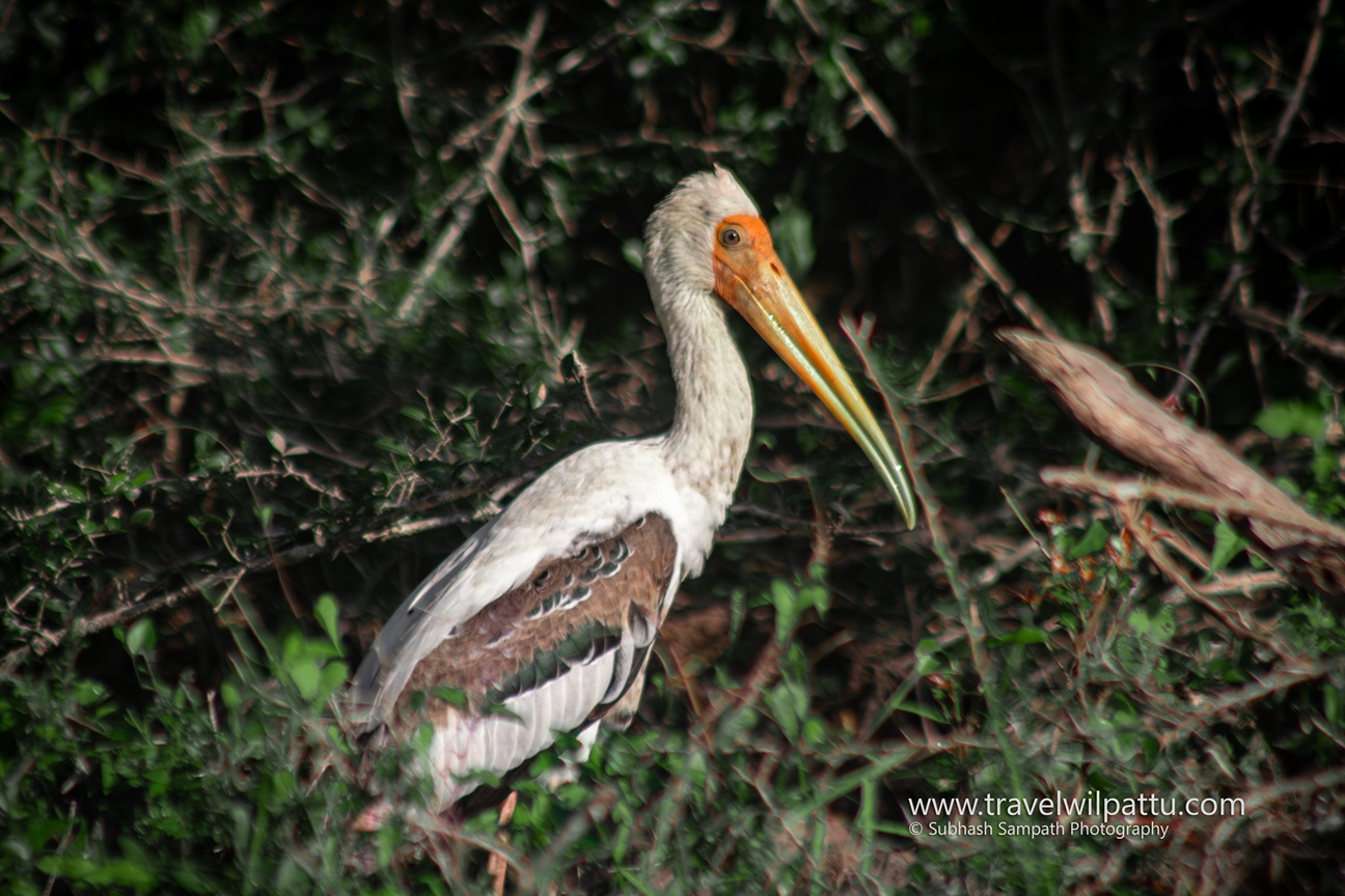Wilpattu Wildlife