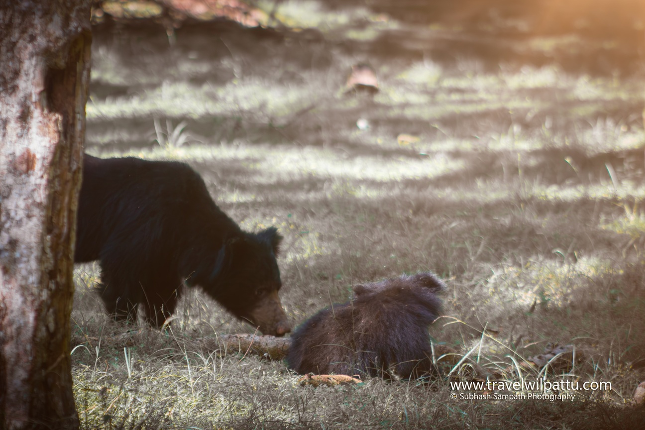 Wilpattu Wildlife