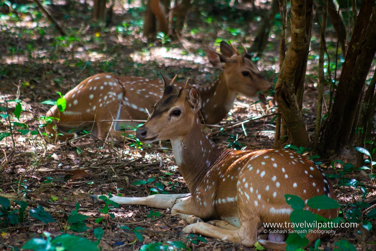 Wilpattu Wildlife