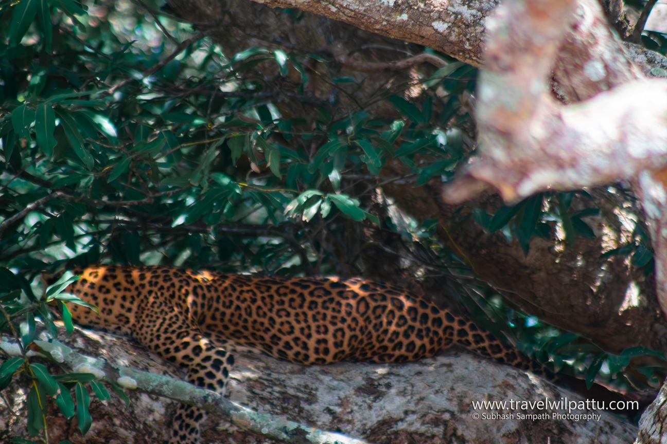 Wilpattu Wildlife